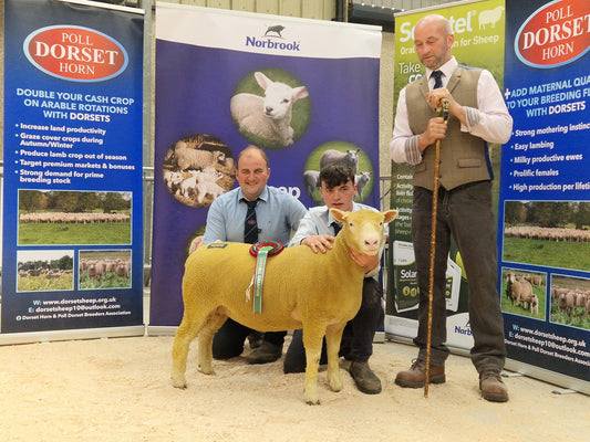 NI Premier Show & Sale report 2024