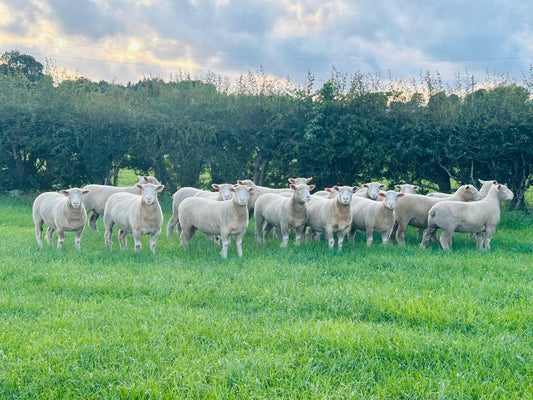 NI Dorset Flock Competition 2025