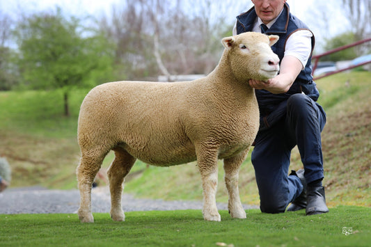 Dorset Emeralds Sale