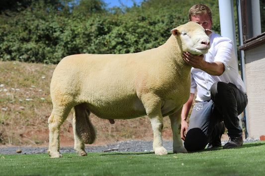 Worcester Sale 2025 Report & Prices