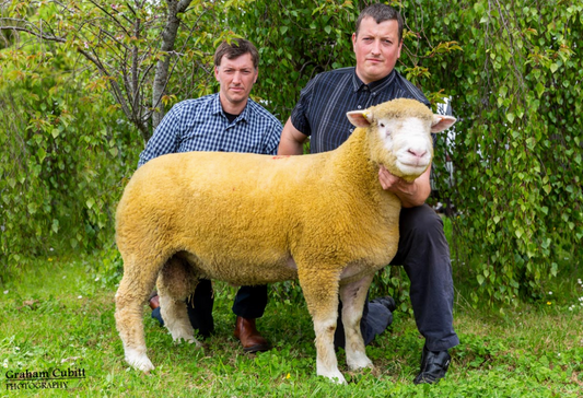 MAY SHEEP FAIR 2022 - Prices
