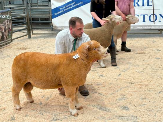 Lanark Show & Sale Report 2025