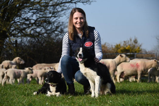 Pedigree Poll Dorset sheep dovetail perfectly with a traditional dairy herd producing quality milk in an organic system on a West Wales farm.