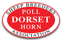 DORSET HORN AND POLL SHEEP