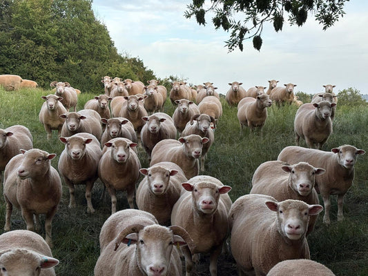 2025 NATIONAL FLOCK COMPETITION RESULTS