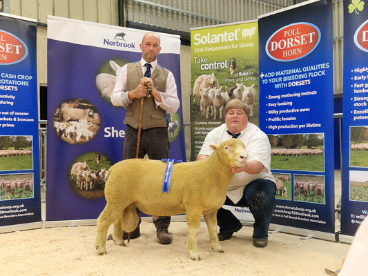 52nd Ballymena show & sale 2024