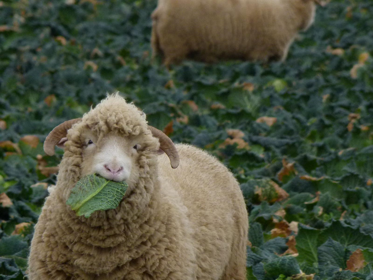 Poll Sheep The Breed – DORSET HORN AND POLL SHEEP