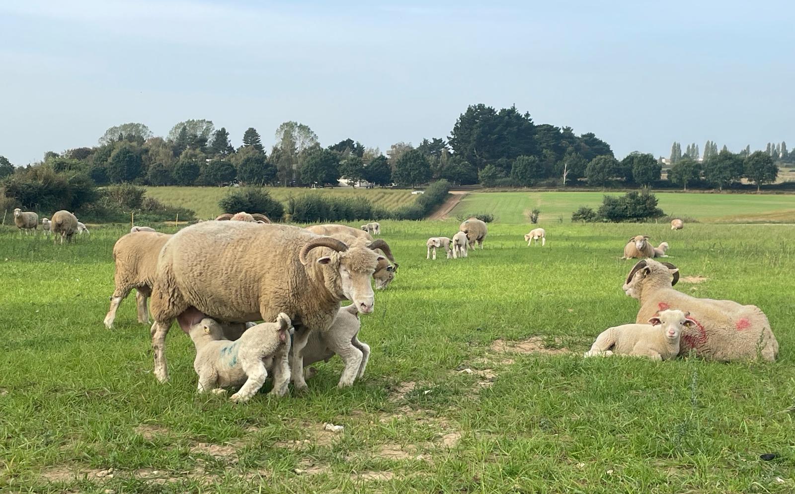 Poll Sheep Creating your flock – DORSET HORN AND POLL SHEEP