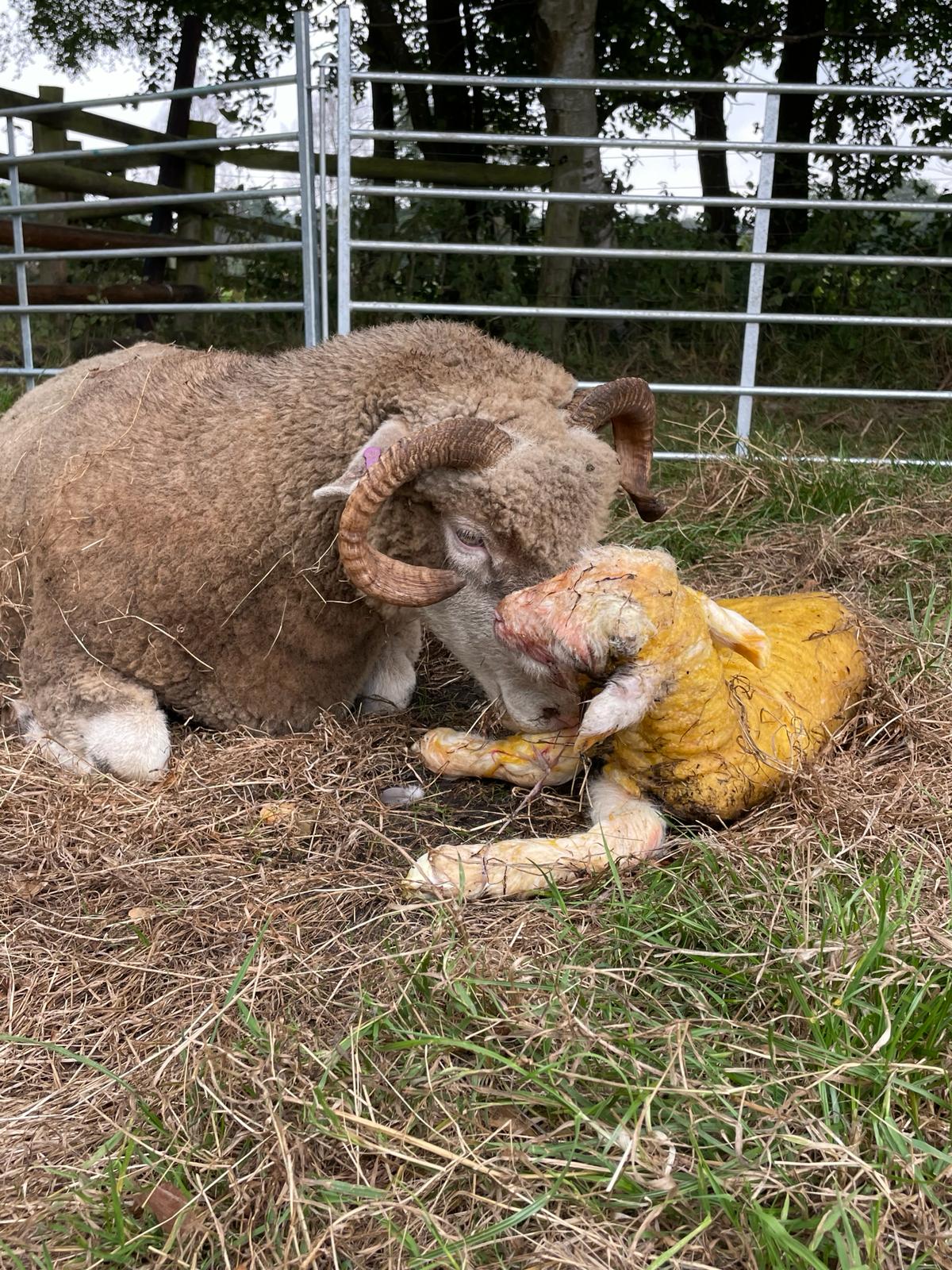 Poll Sheep The Breed – DORSET HORN AND POLL SHEEP