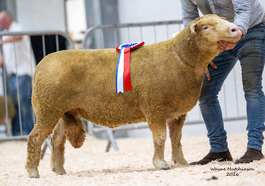 Carlisle Sale Report 2026