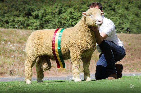 Worcester Show & Sale