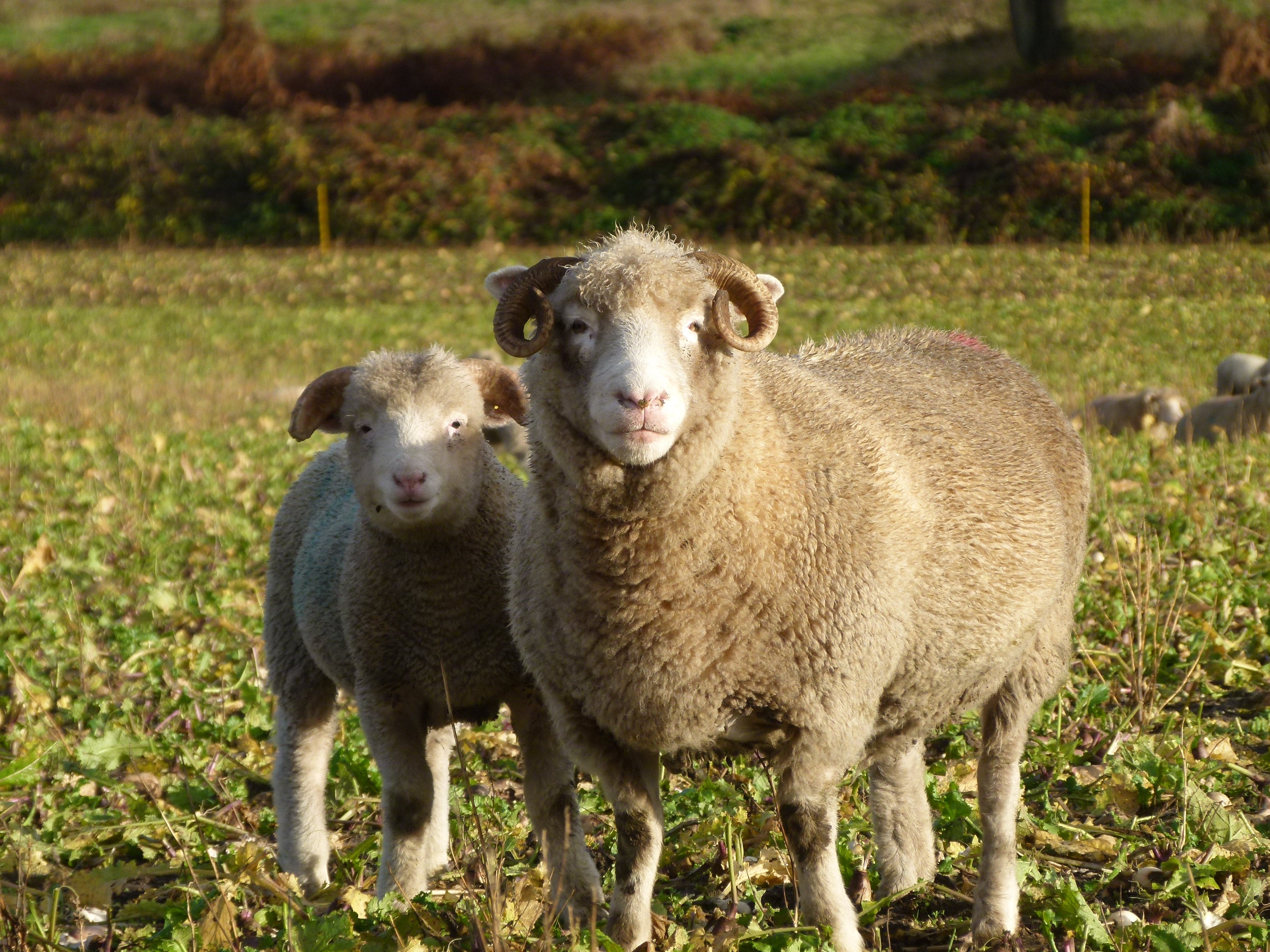 Poll Sheep Recording your flock – DORSET HORN AND POLL SHEEP