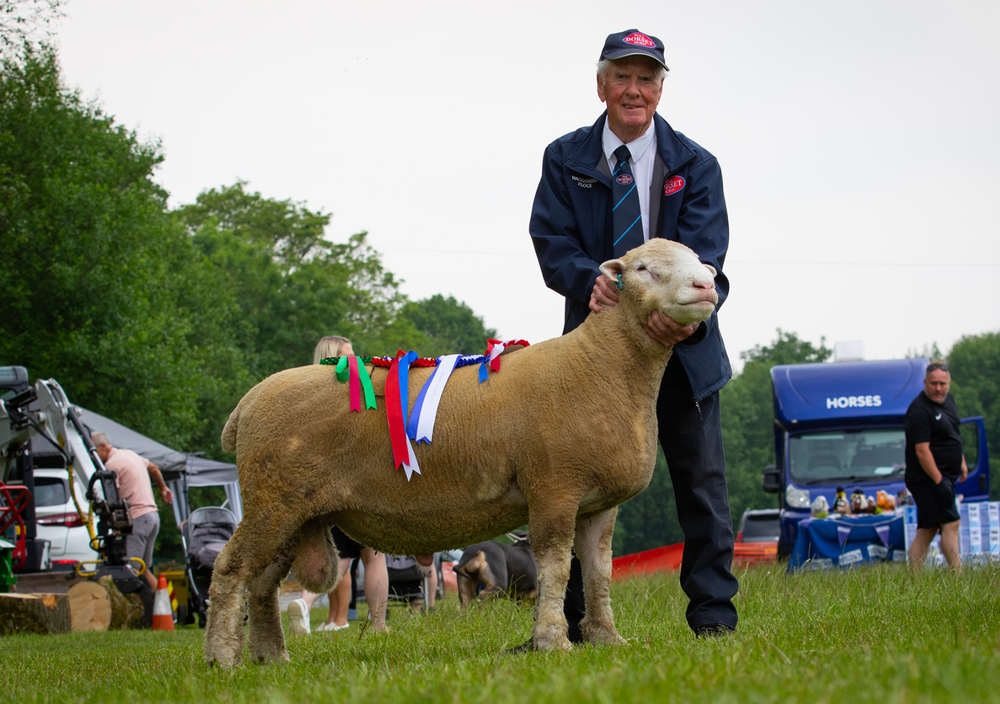Poll Sheep The Breed – DORSET HORN AND POLL SHEEP