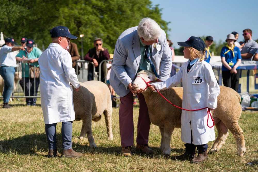 Poll Sheep The Breed – DORSET HORN AND POLL SHEEP