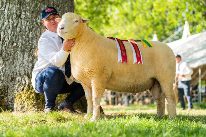Poll Sheep The Breed – DORSET HORN AND POLL SHEEP