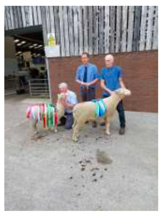 Llandovery show and sale report
