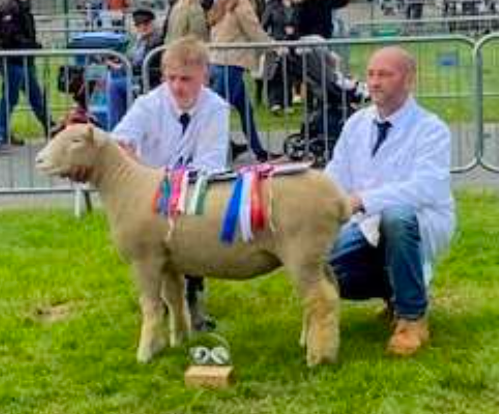 Poll Sheep Results – DORSET HORN AND POLL SHEEP