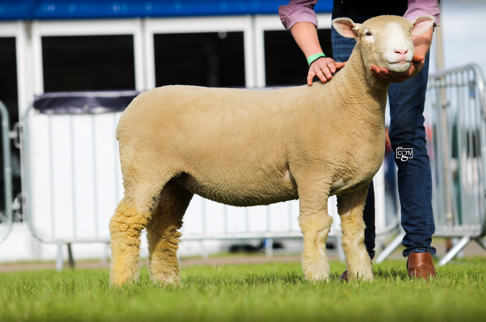 Poll Sheep Dorset Horn and Poll Dorset Sheep Breeder's Association – DORSET HORN ...