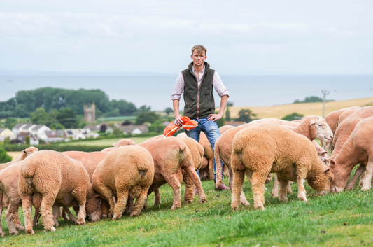 Grazing arable crops: Flocks of benefits - Charlotte Cunningham, Crop Protection Magazine