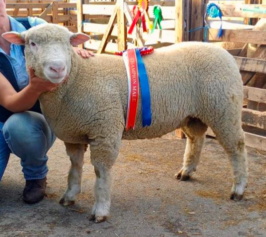 Masham Sheep Fair Results