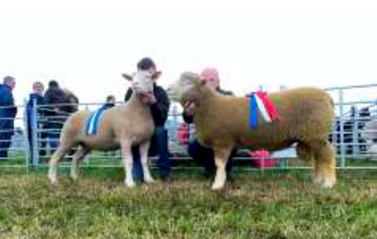 West Fife Show Results 2026