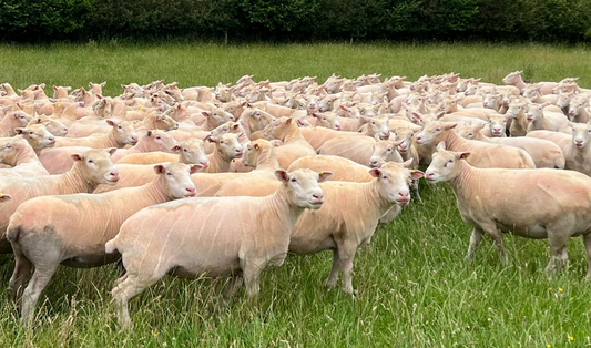 Flock Competition Report 2026