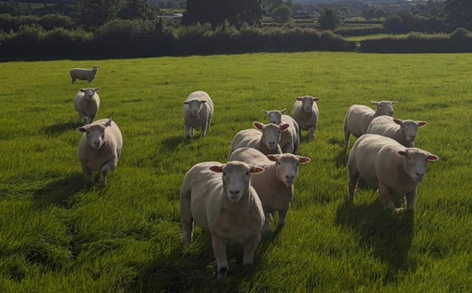 Northern Ireland Flock Competition Results