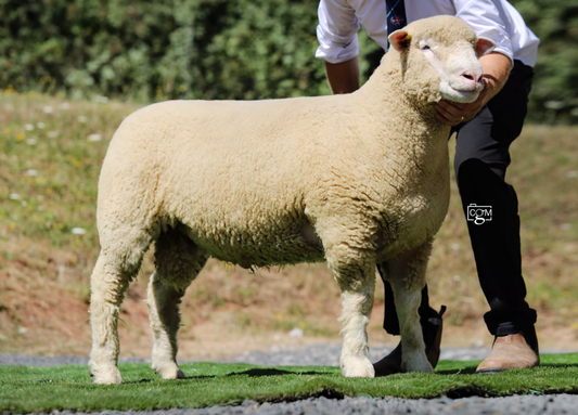 Worcester Sale Report & Show Results