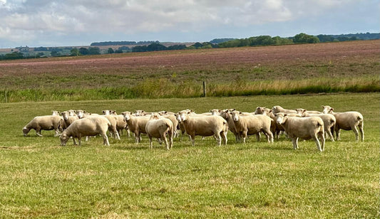 2025 Flock Competition Report