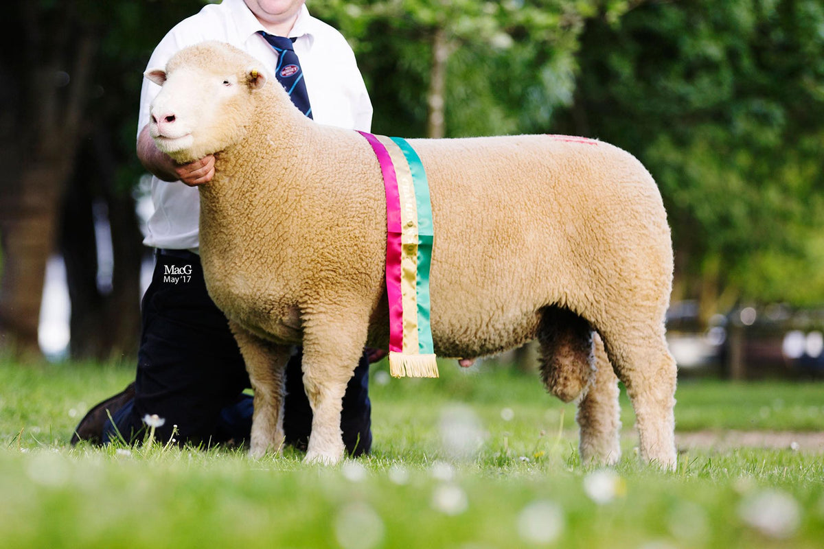 Poll Sheep Dorset Horn and Poll Dorset Sheep Breeder's Association – DORSET HORN ...