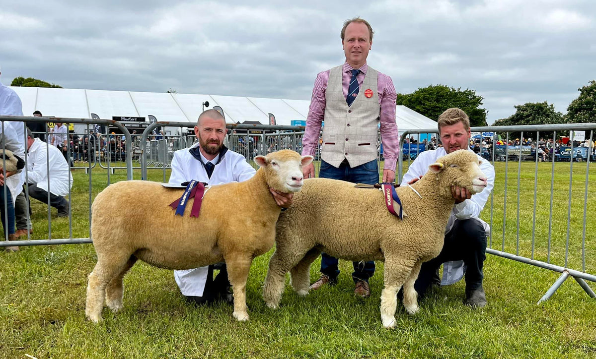 Poll Sheep Dorset Horn and Poll Dorset Sheep Breeder's Association – DORSET HORN ...