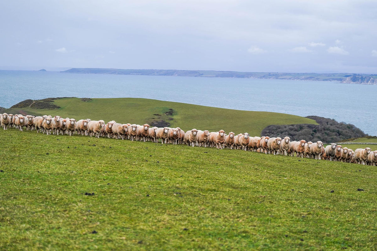 Poll Sheep Dorset Horn and Poll Dorset Sheep Breeder's Association – DORSET HORN ...