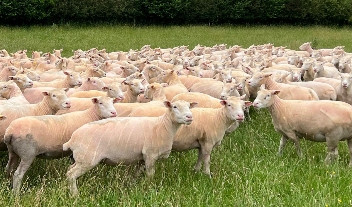 Dorset Horn and Poll Dorset Sheep Breeder's Association – DORSET HORN ...